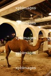 Doha atmosphere - Souq Waqif camels. 05.10.2023. Formula 1 World Championship, Rd 18, Qatar Grand Prix, Doha, Qatar, Preparation Day.