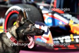 A dog at parc ferme. 22.10.2023. Formula 1 World Championship, Rd 19, United States Grand Prix, Austin, Texas, USA, Race Day.