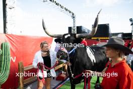 Paddock atmosphere - a longhorn cow. 22.10.2023. Formula 1 World Championship, Rd 19, United States Grand Prix, Austin, Texas, USA, Race Day.
