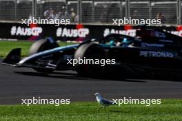 George Russell (GBR) Mercedes AMG F1 W15 passes a bird. 22.03.2024. Formula 1 World Championship, Rd 3, Australian Grand Prix, Albert Park, Melbourne, Australia, Practice Day.